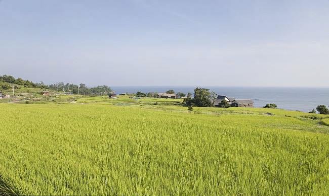全國農(nóng)業(yè)技術(shù)推廣服務(wù)中心發(fā)布水稻病蟲情報(bào)，預(yù)計(jì)水稻紋枯病發(fā)生偏重