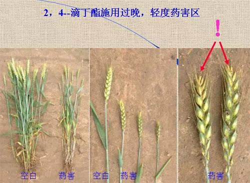 除草劑無時(shí)不刻發(fā)生變化，激素類除草劑未來還會(huì)在農(nóng)業(yè)舞臺(tái)上繼續(xù)發(fā)揮更大作用