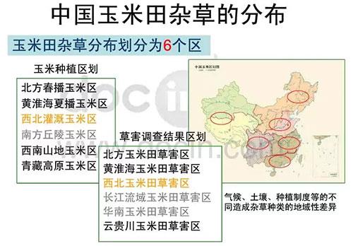 玉米田陷入斷檔期，除草劑到了大洗牌時(shí)代